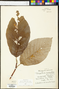 Tulipastrum acuminatum image