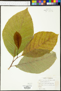 Magnolia acuminata image