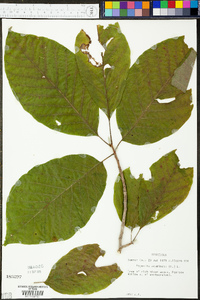 Magnolia acuminata image