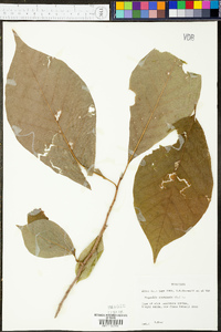 Magnolia acuminata image