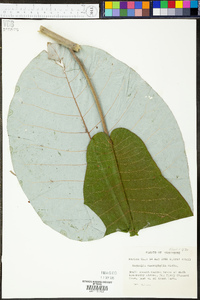 Magnolia macrophylla image