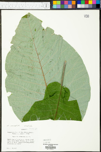 Magnolia macrophylla image