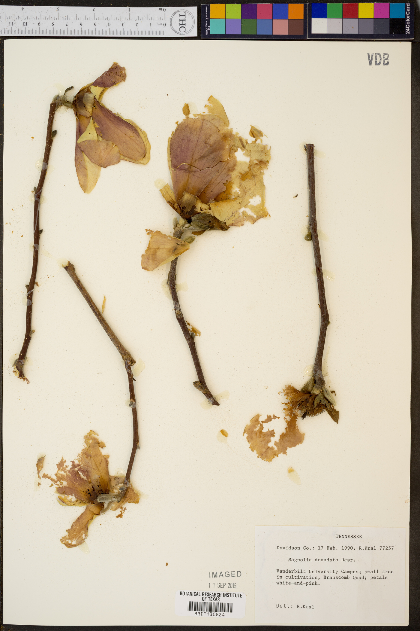 Magnolia denudata image
