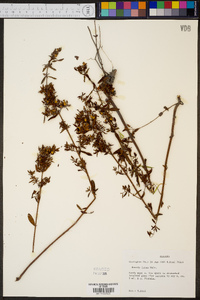 Rhexia lutea image