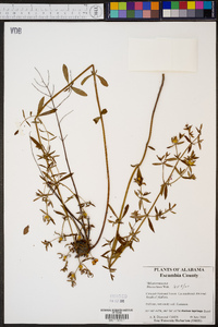 Rhexia lutea image