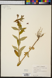 Rhexia virginica image