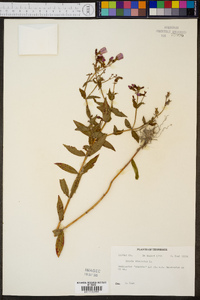 Rhexia virginica image