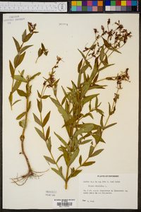 Rhexia virginica image