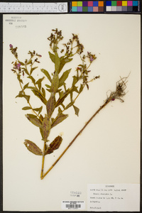 Rhexia virginica image