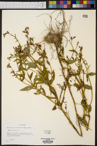 Rhexia virginica image