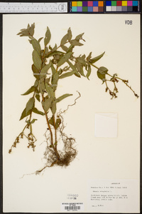 Rhexia virginica image