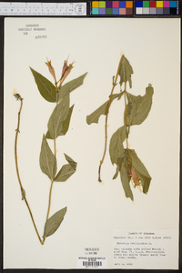 Spigelia marilandica image