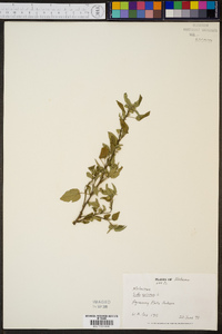 Sida spinosa image