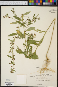 Sida rhombifolia image