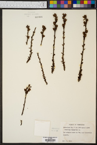 Hypopitys monotropa image