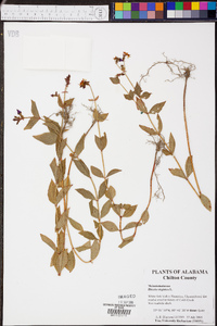 Rhexia virginica image