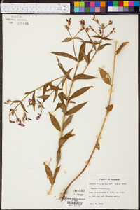 Rhexia virginica image