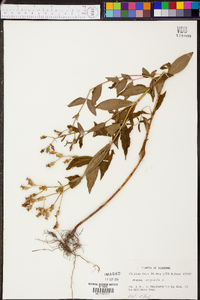 Rhexia virginica image