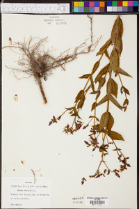 Rhexia virginica image