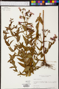 Rhexia virginica image