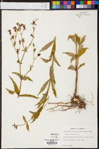 Rhexia virginica image