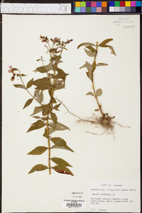 Rhexia virginica image