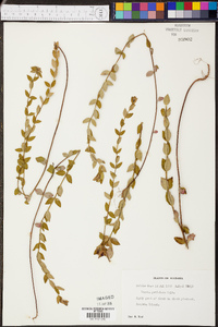 Rhexia petiolata image