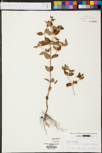 Rhexia petiolata image