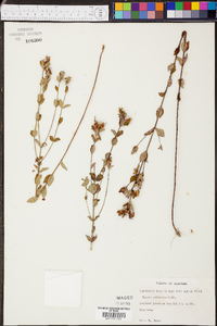 Rhexia petiolata image