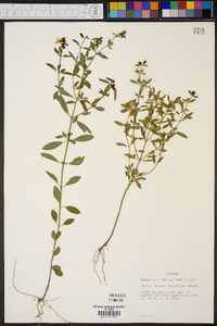 Rhexia parviflora image