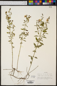 Rhexia parviflora image