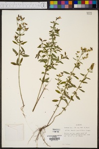 Rhexia parviflora image