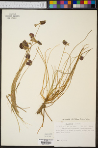 Nymphoides cordata image