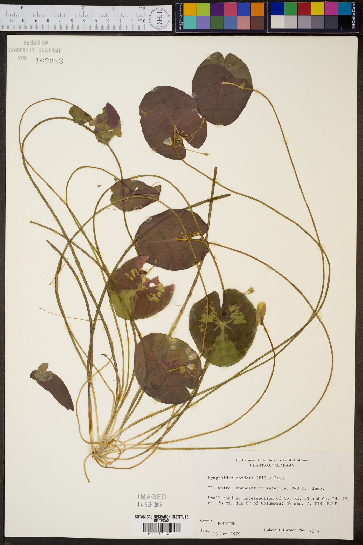 Nymphoides cordata image