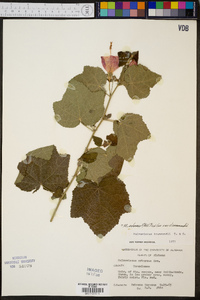 Malvaviscus arboreus var. drummondii image