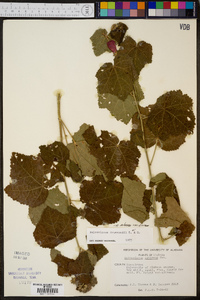 Malvaviscus arboreus image