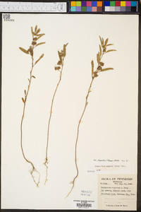 Malvastrum hispidum image