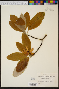 Magnolia virginiana image