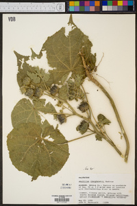 Abutilon theophrasti image