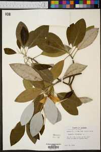 Magnolia virginiana image