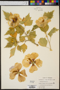 Hibiscus syriacus image