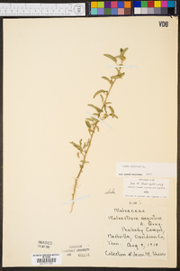 Sida spinosa image