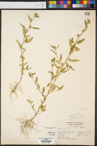 Sida spinosa image