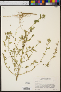 Sida spinosa image