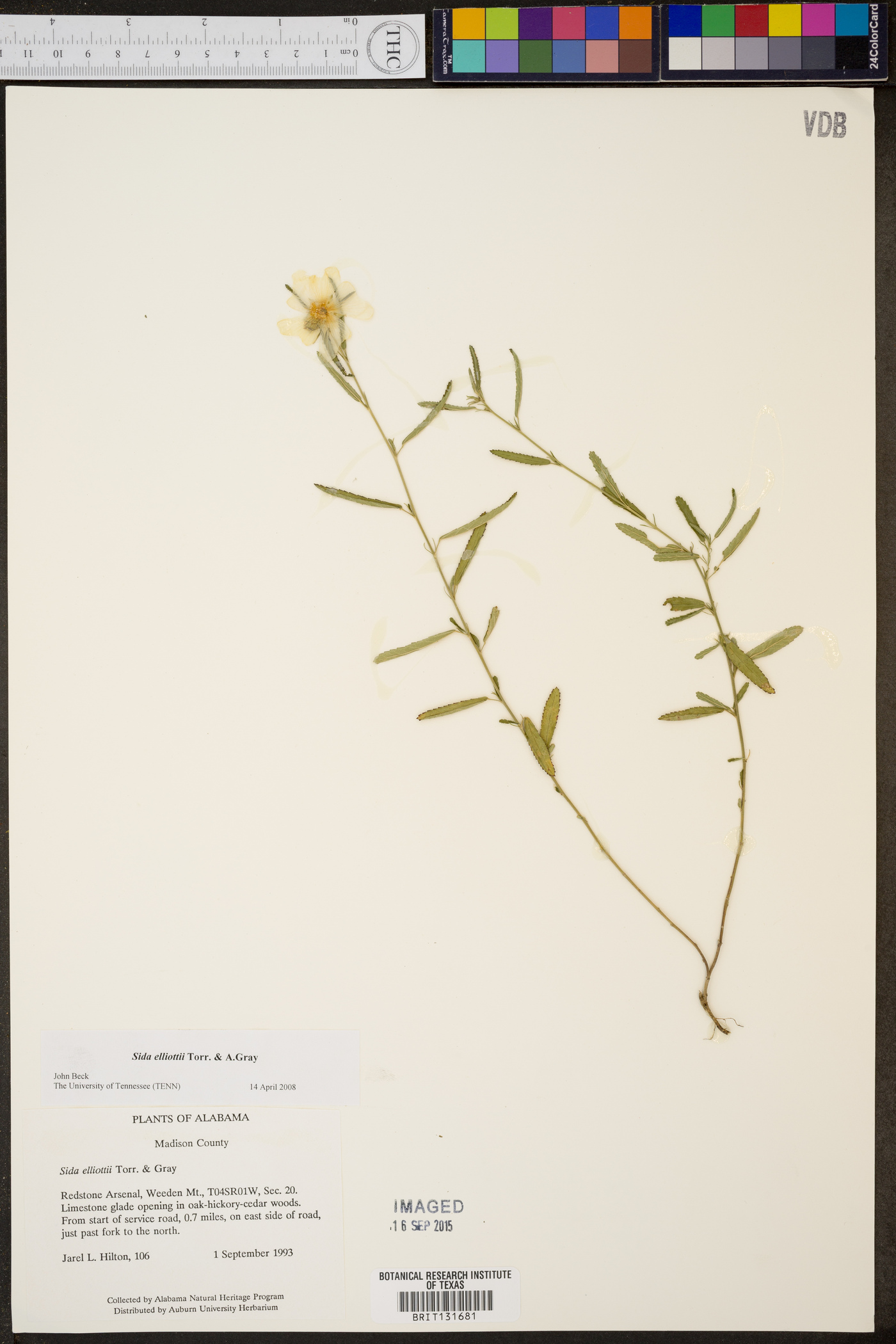 Sida elliottii image