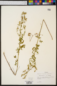 Rhexia mariana var. mariana image