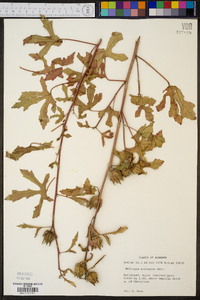 Hibiscus aculeatus image