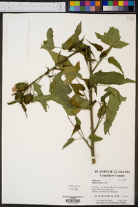 Hibiscus laevis image