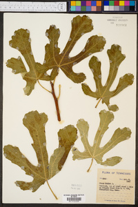 Ficus carica image