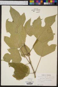 Broussonetia papyrifera image